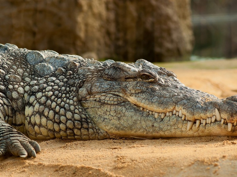 Nile crocodile in zoo